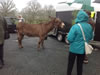 It was a damp procession but the donkey stole the show 